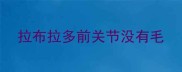 拉布拉多前关节没有毛
