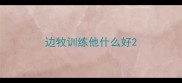 边牧训练他什么好