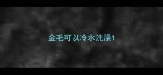 金毛可以冷水洗澡