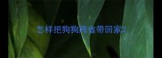 怎样把狗狗跨省带回家