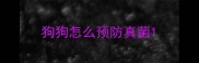 狗狗怎么预防真菌