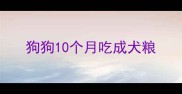 狗狗10个月吃成犬粮