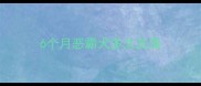 6个月恶霸犬多久洗澡