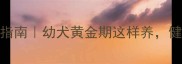 泰迪3个月饲养指南幼犬黄金期这样养健康聪明少生病
