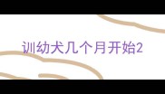 训幼犬几个月开始