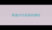 泰迪犬打疫苗的部位