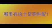 哪里有哈士奇狗种配
