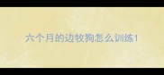 六个月的边牧狗怎么训练