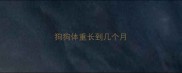 狗狗体重长到几个月