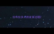 拉布拉多犬的发育过程