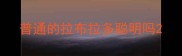 普通的拉布拉多聪明吗