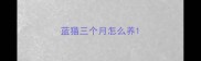 蓝猫三个月怎么养