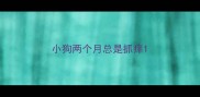 小狗两个月总是抓痒
