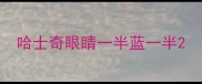 哈士奇眼睛一半蓝一半