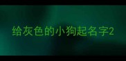 给灰色的小狗起名字