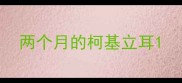 两个月的柯基立耳