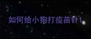 如何给小狗打疫苗针