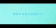 狗狗发烧怎么物理降温