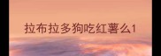 拉布拉多狗吃红薯么