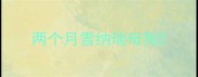 两个月雪纳瑞母狗