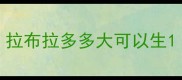 拉布拉多多大可以生