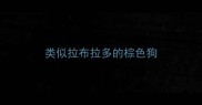 类似拉布拉多的棕色狗