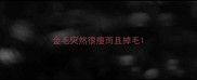金毛突然很瘦而且掉毛