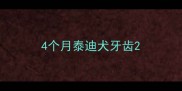 4个月泰迪犬牙齿