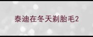 泰迪在冬天剃胎毛