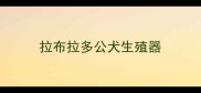 拉布拉多公犬生殖器
