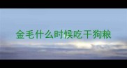 金毛什么时候吃干狗粮