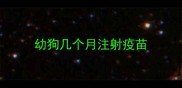 幼狗几个月注射疫苗