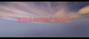 宠物母狗绝育怎么处理
