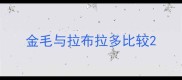 金毛与拉布拉多比较