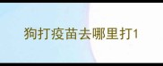 狗打疫苗去哪里打