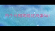 四个月狗狗能吃鸡蛋吗
