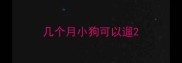 几个月小狗可以遛