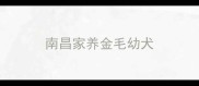 南昌家养金毛幼犬