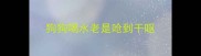狗狗喝水老是呛到干呕