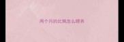 两个月的比熊怎么喂养