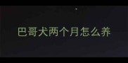 巴哥犬两个月怎么养