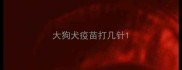 大狗犬疫苗打几针