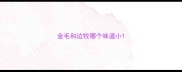 金毛和边牧哪个味道小