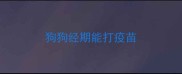 狗狗经期能打疫苗