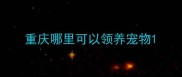 重庆哪里可以领养宠物