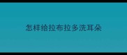 怎样给拉布拉多洗耳朵