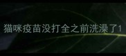 猫咪疫苗没打全之前洗澡了
