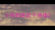 小狗到家肚子抽搐
