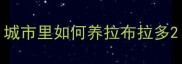 城市里如何养拉布拉多