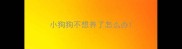 小狗狗不想养了怎么办